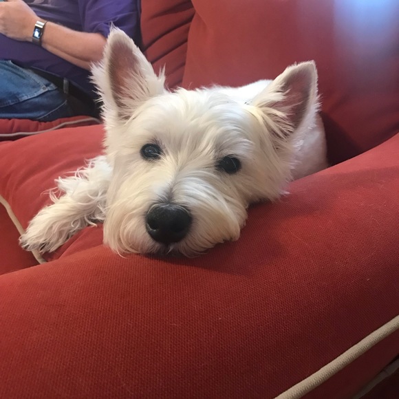 Meet your Posher, Donna. - Picture 2 of 4